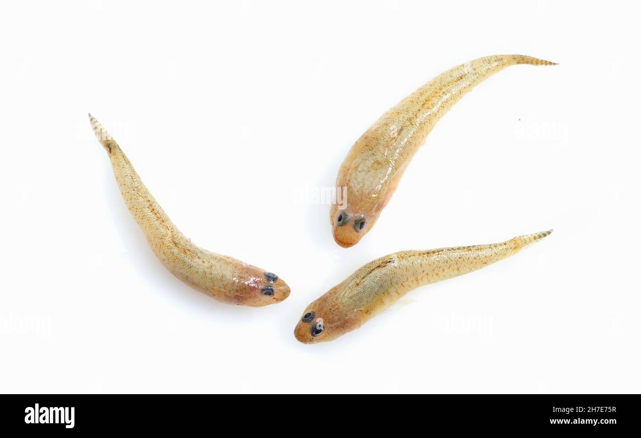 Stint fish hi-res stock photography and images - Alamy