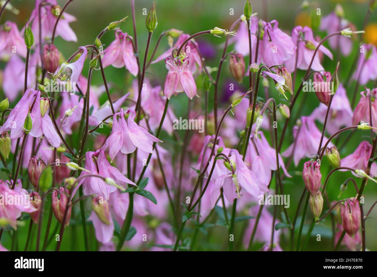 Blooming of Aquilegia vulgaris flowers in the garden Stock Photo