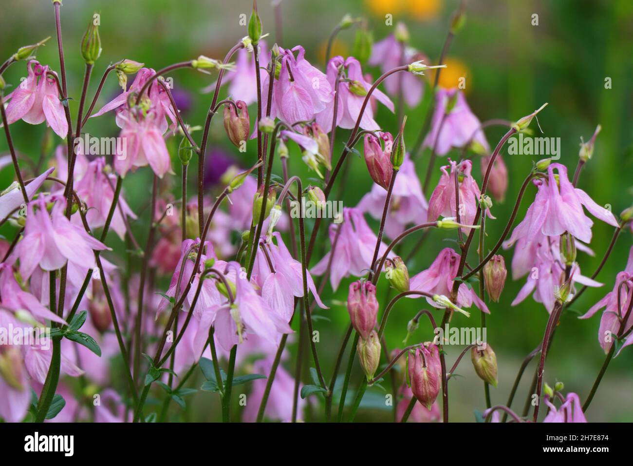 Blooming of Aquilegia vulgaris flowers in the garden Stock Photo