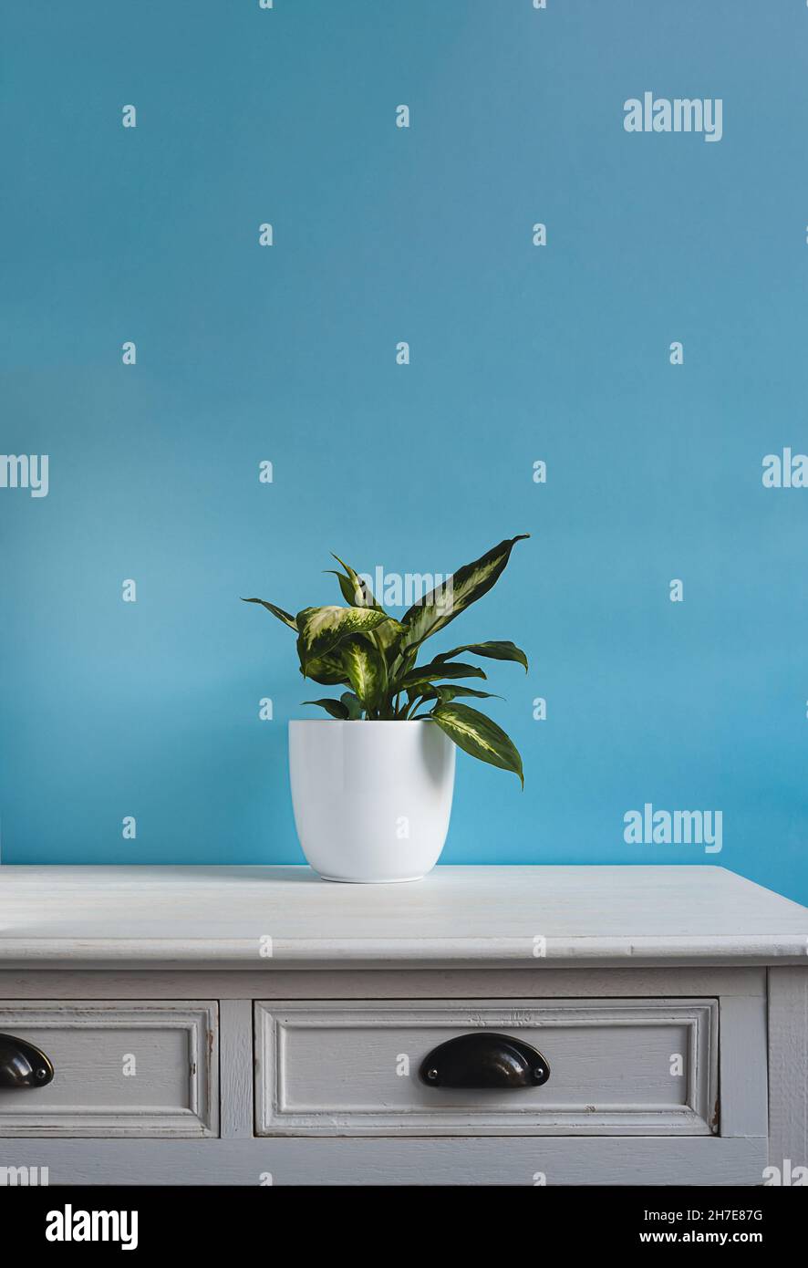 Dieffenbachia or Dumb cane plant in a white flower pot on a white old table in daylight room, minimalist and scandinavian style Stock Photo