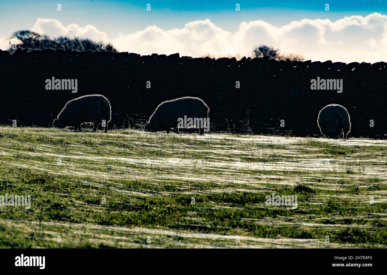 Lancaster, Lancashire, UK. 22nd Nov, 2021. Backlit sheep grazing in a field of grass and spider's webs, Lancaster, Lancashire, UK Credit: John Eveson/Alamy Live News Stock Photo