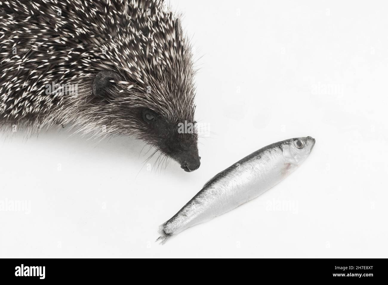 Hedgehog prickly animal of wild nature mammal eats fish on a white background. Stock Photo