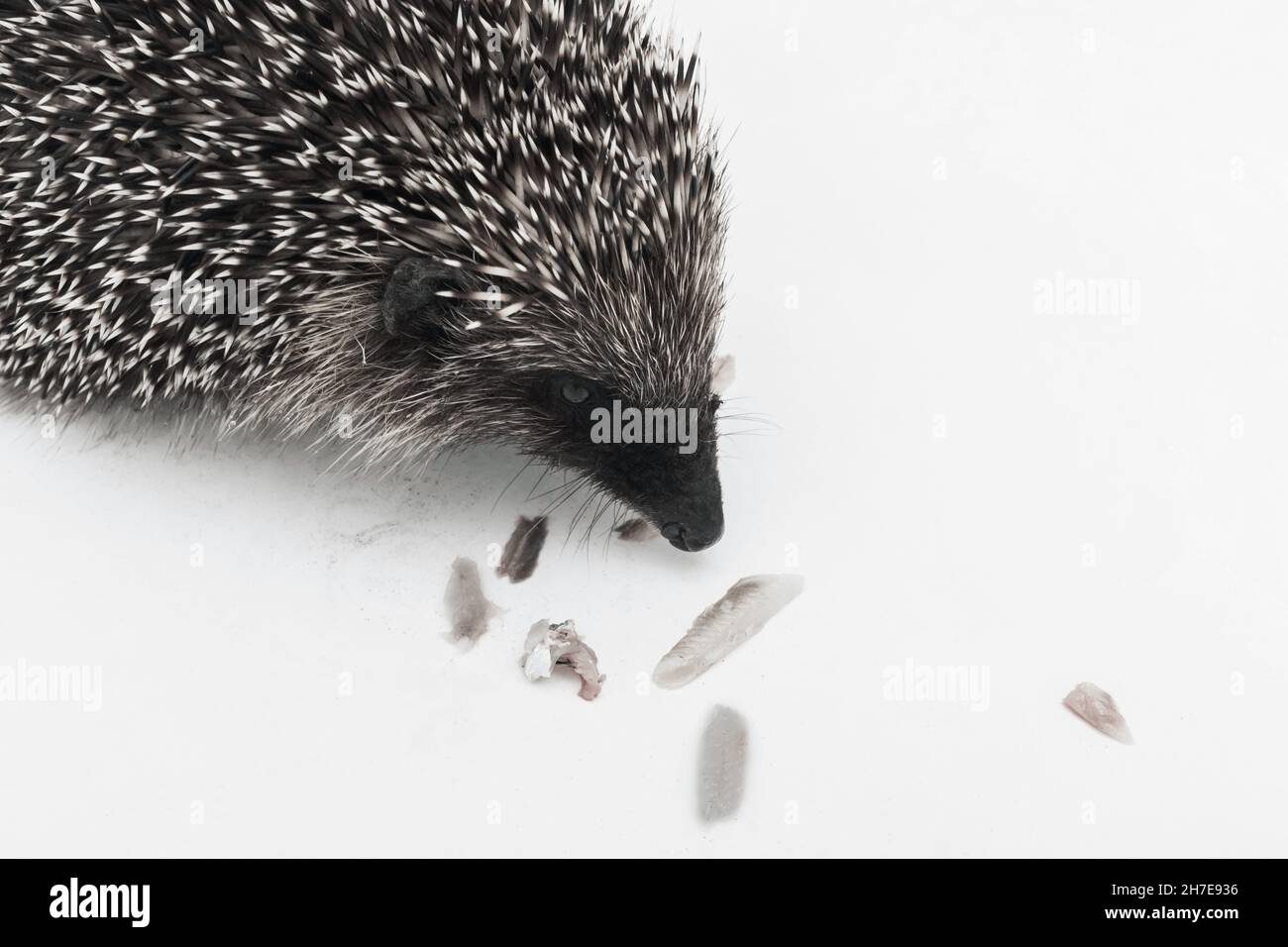 Hedgehog prickly animal of wild nature mammal eats fish on a white background. Stock Photo