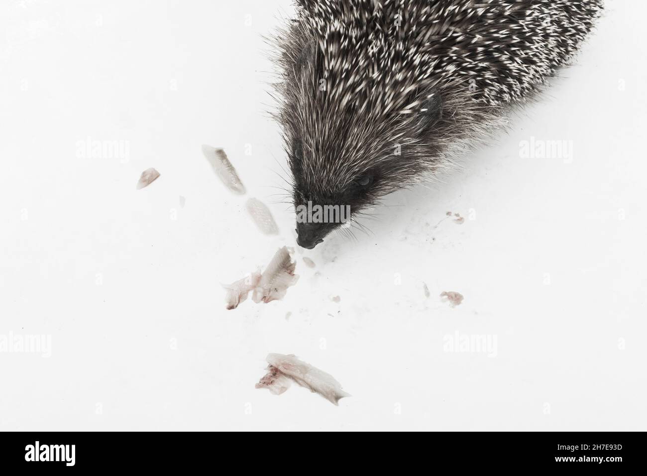 Hedgehog prickly animal of wild nature mammal eats fish on a white background. Stock Photo