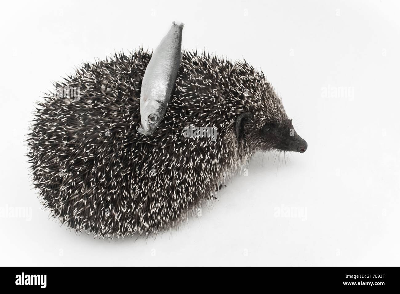 Hedgehog a spiny animal mammal of wild nature carries on the back of needles fish on a white background. Stock Photo