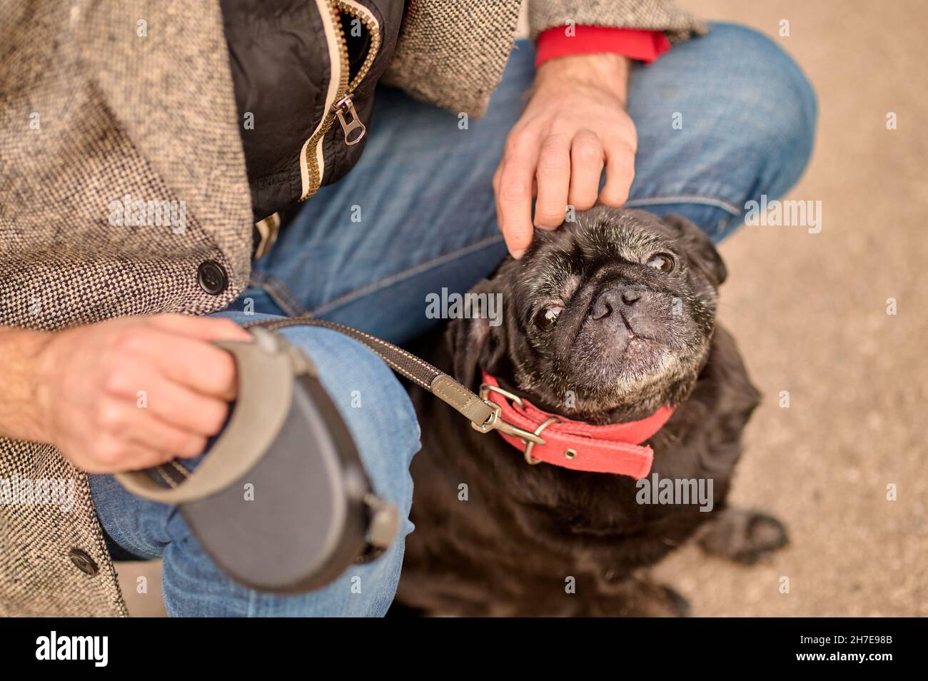 A pet owner putting on the dogslead Stock Photo Alamy