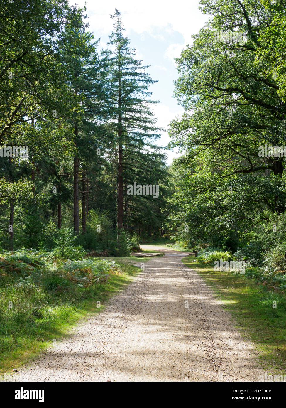 Dirt road, The New Forest, Hampshire, UK Stock Photo