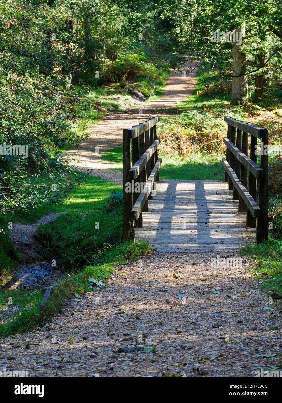 Footbridge over stream along a footpath through thewoods, Bolderwood, The New Forest, Hampshire, UK Stock Photo