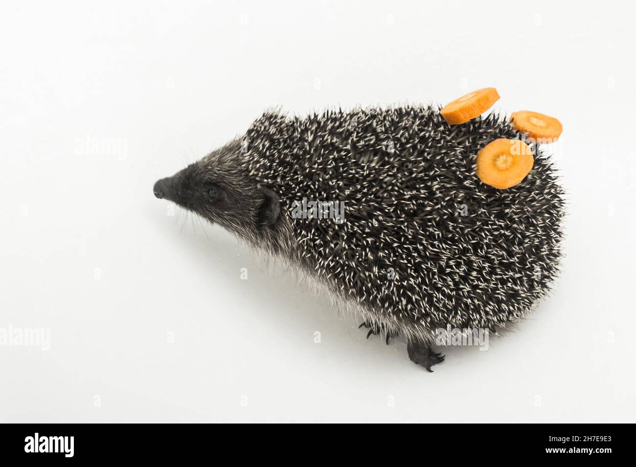 Hedgehog a prickly animal mammal of wild nature carries carrots on its back with needles on a