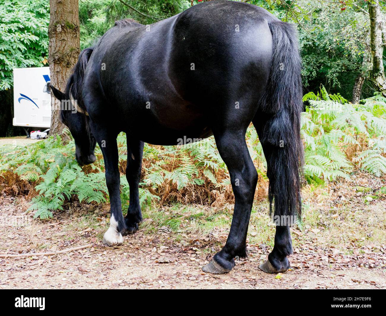 New forest pony with tail cut to show owner has paid marking fee, The New Forest, Hampshire, UK Stock Photo