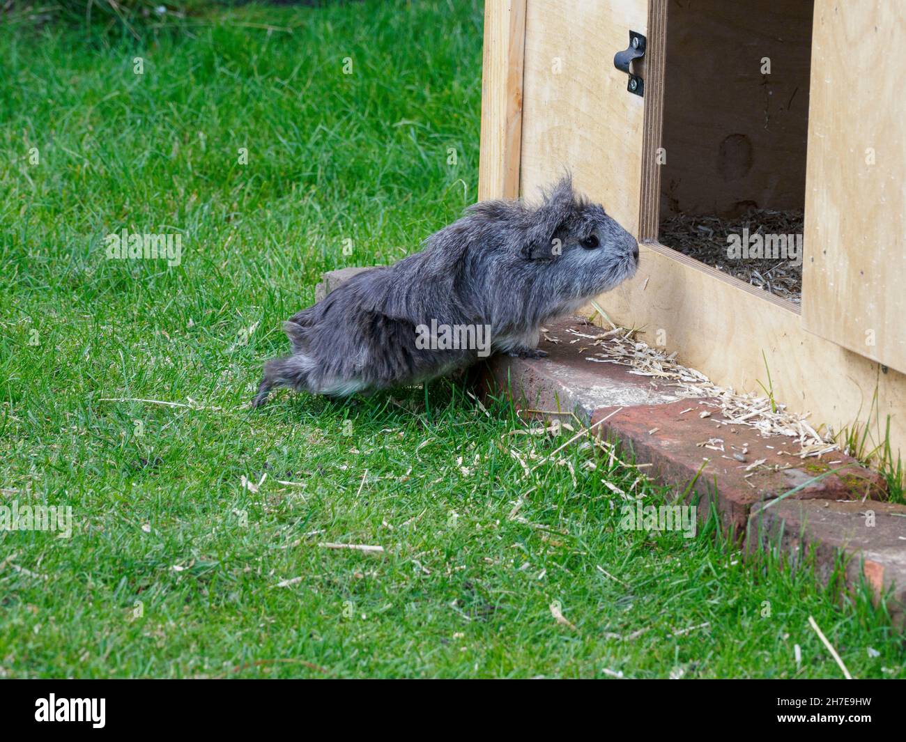 Domestic guinea pig, Cavia porcellus, UK Stock Photo