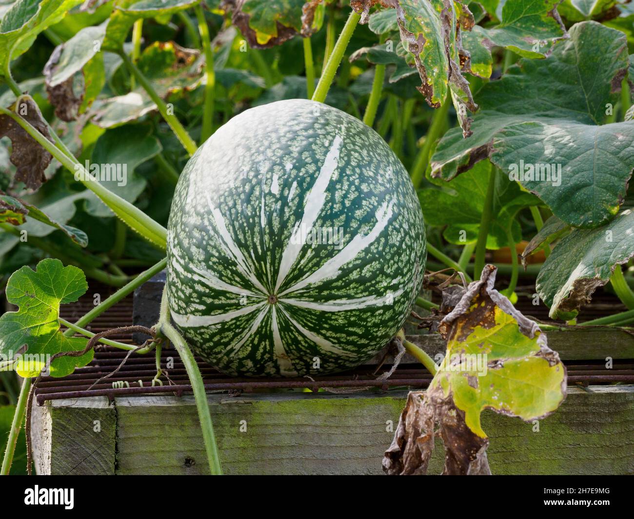 Squash growing in vegetable garden, UK Stock Photo Alamy
