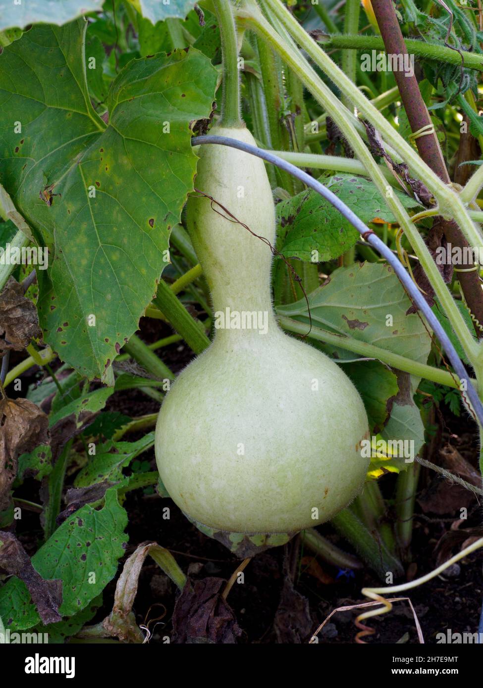 Calabash Gourd growing in garden vegetable patch, UK Stock Photo