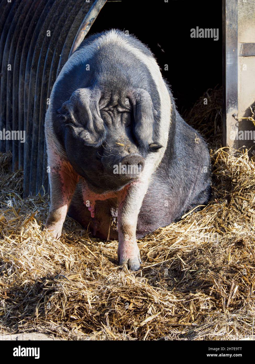 British Saddleback pig, Manor farm and country park, Southampton, Hampshire, UK Stock Photo