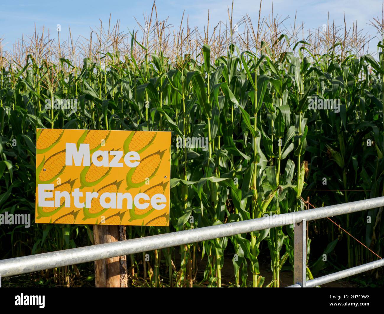 Maize Maze at Manor Farm and Country Park, Southampton, Hampshire, UK Stock Photo