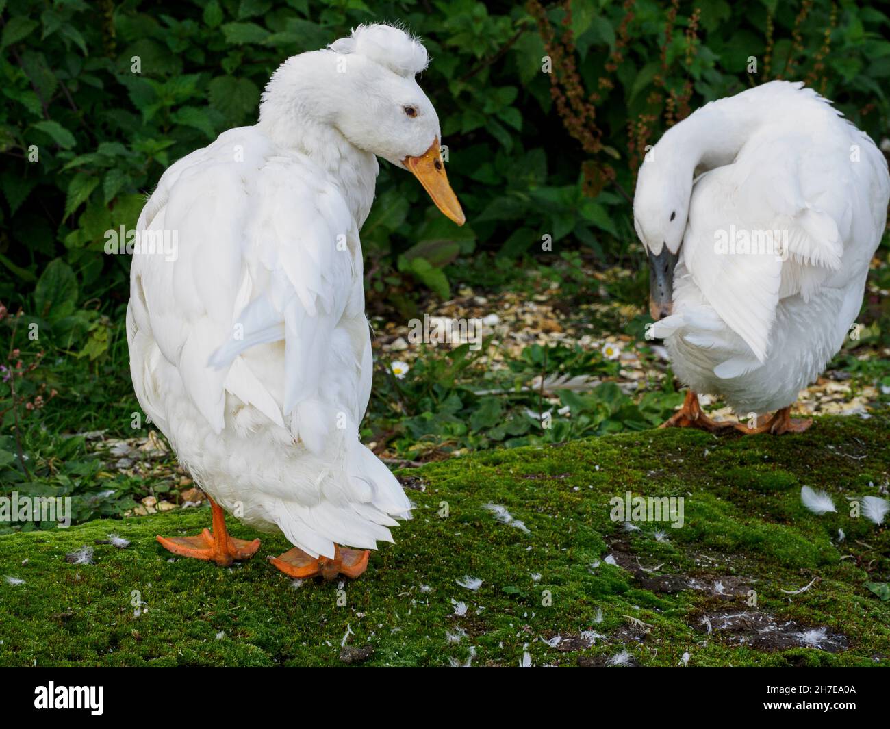 Indian runner ducks, UK Stock Photo