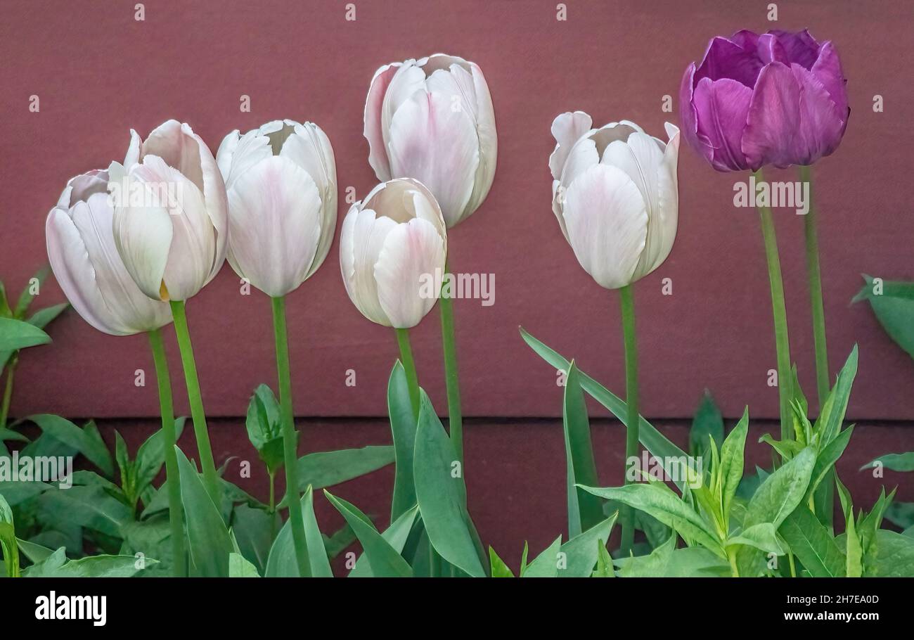 Closeup of pink and purple tulips in a springtime garden in St. Croix Falls, Wisconsin USA. Stock Photo