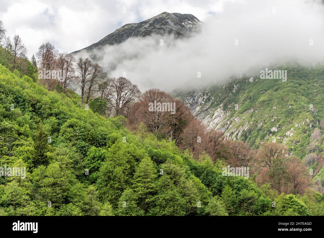 Spring in Tunca Valley Nature Park, Rize, Turkey... Stock Photo