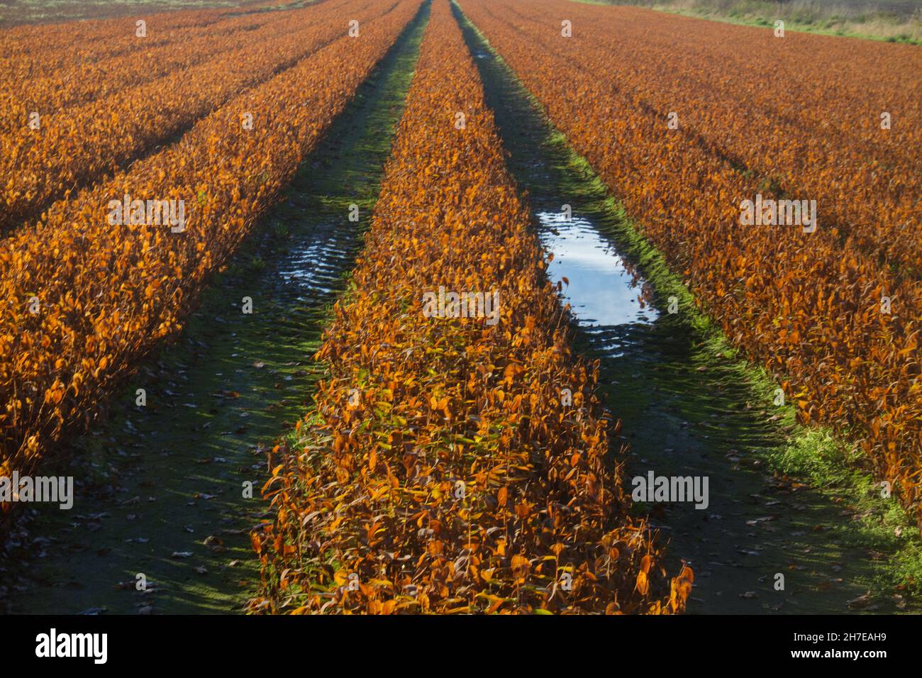 Agricultural field with brown withered Lilies in long rows Stock Photo