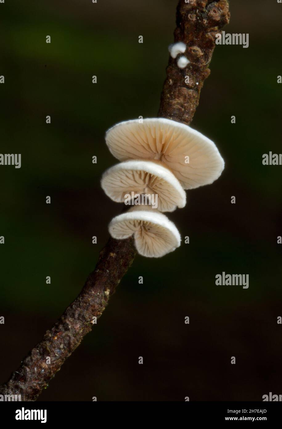 Tiny white mushrooms, Variable Oysterlings, Crepidotus variabilis, growing on a thin twig Stock Photo