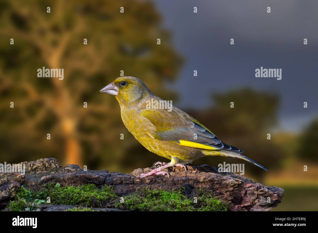 European greenfinch (Chloris chloris / Carduelis chloris) male foraging on tree stump at forest edge Stock Photo