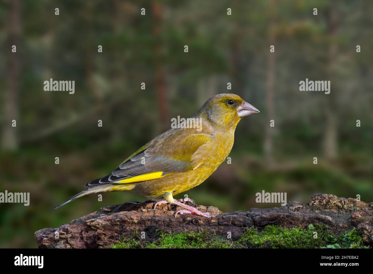 European greenfinch (Chloris chloris / Carduelis chloris) male foraging on tree stump at forest edge Stock Photo