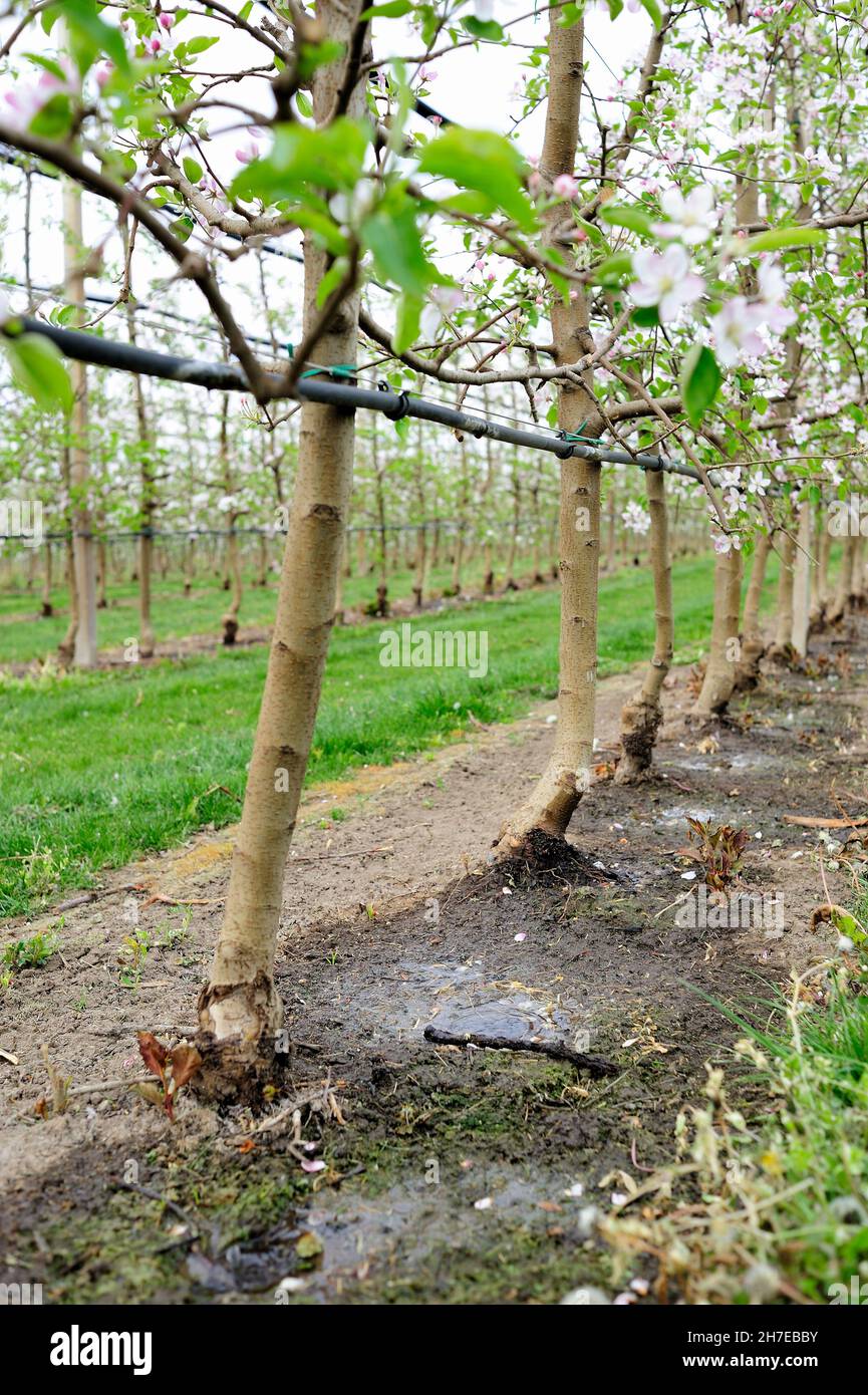 Irrigation system in an apple orchard Stock Photo Alamy