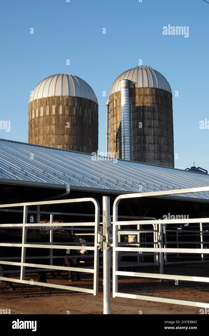 The 2 silos are taller than the barn on this farm Stock Photo Alamy