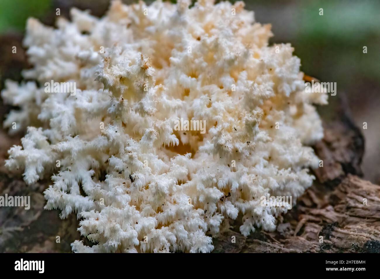 Closeup of Hericium coralloides growing on a dead hardwood tree Stock Photo