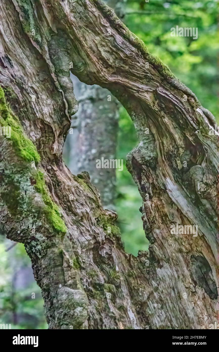 Closeup of dry tree bark with a hole in it in a forest Stock Photo - Alamy
