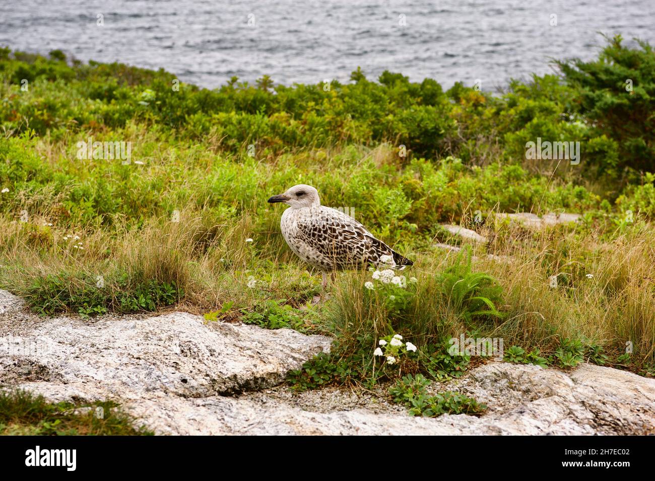 A baby seagull on Star Island, Isles of Shoals, New Hampshire. Stock Photo