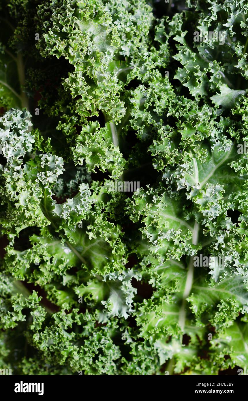 A group of green kale leaves. Stock Photo