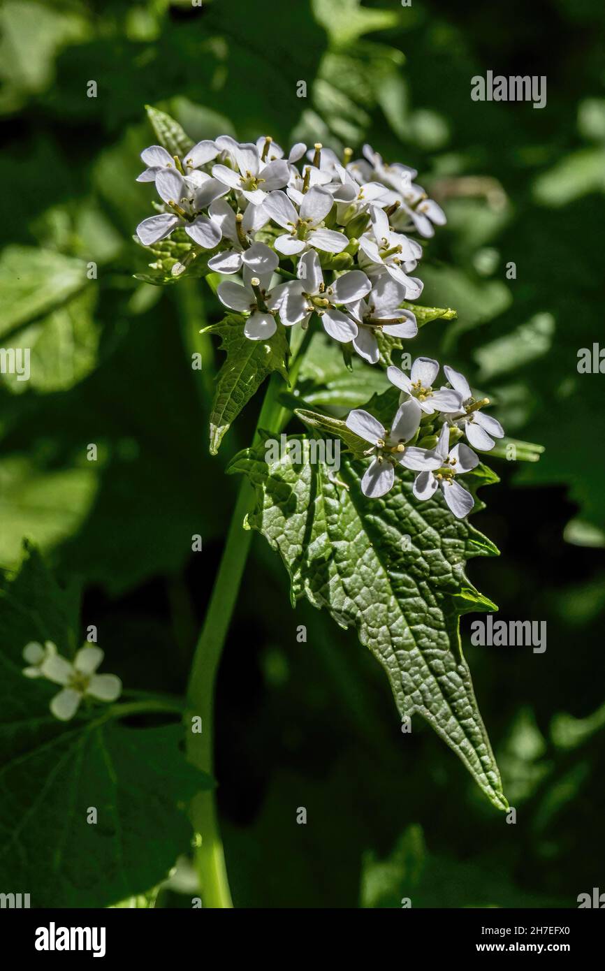 Garlic mustard plant blooming in the springtime at Interstate State Park in St. Croix Falls, Wisconsin USA. Stock Photo