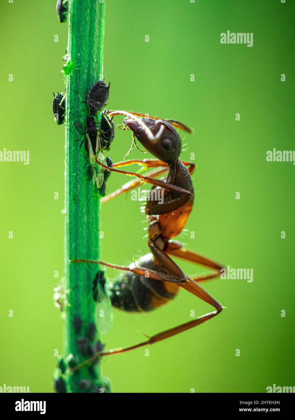 Macro shot of an ant eating bugs sitting on a green stem Stock Photo ...