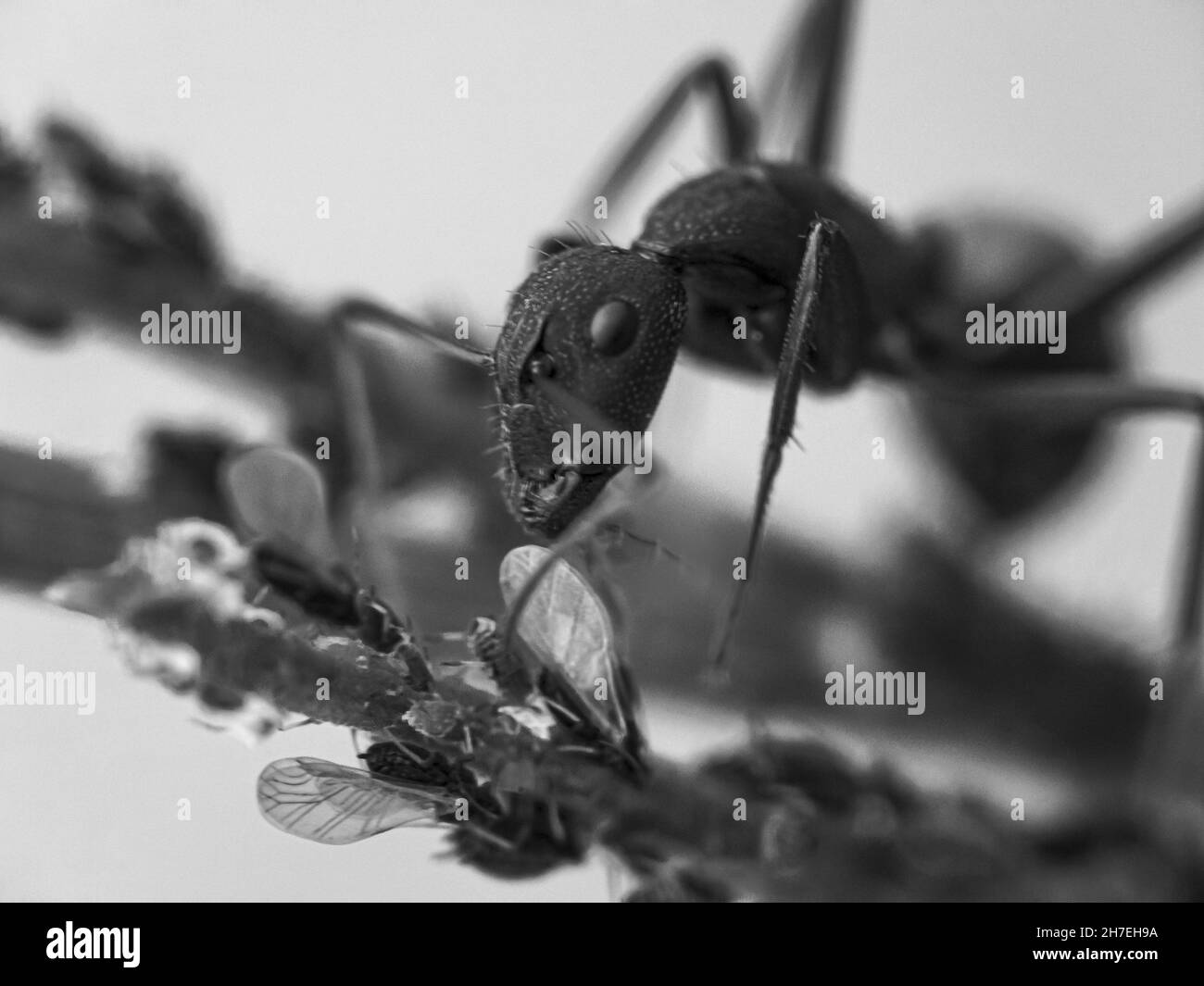 Macro shot of an ant eating bugs sitting on a stem Stock Photo