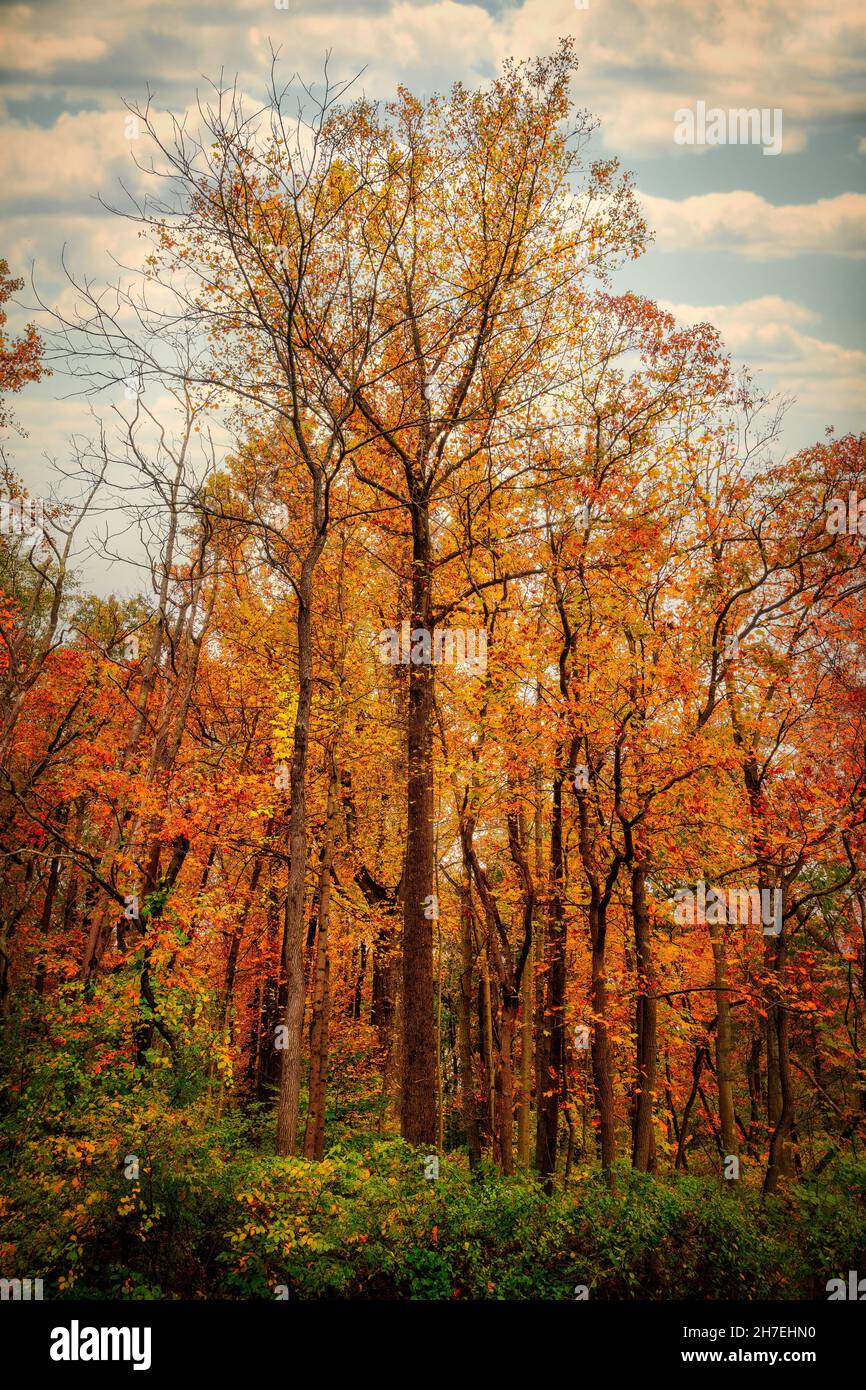Mesmerizing low angle shot of forest on a sunny autumn day Stock Photo ...