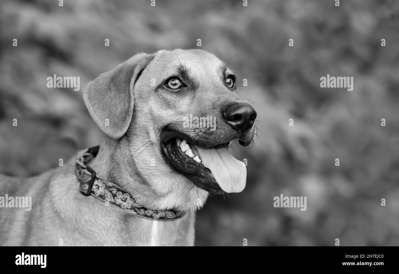 A Happy Dog Is Outdoors Looking Excited With Its Tongue Out In A Black And White Image Style Stock Photo