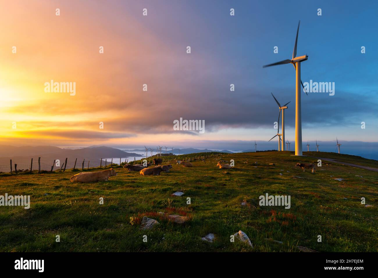 Cows and wind turbines farm at sunrise, Oiz mountain, Basque Country, Spain Stock Photo