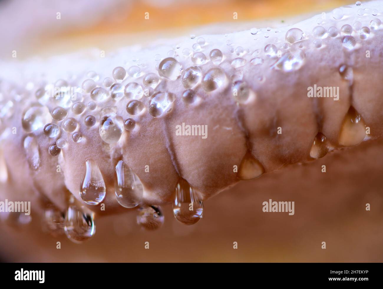 Red banded polypore fungus with guttation drops Stock Photo