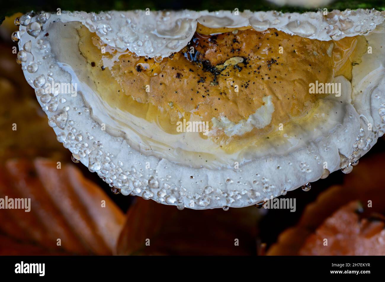 Red banded polypore fungus with guttation drops Stock Photo