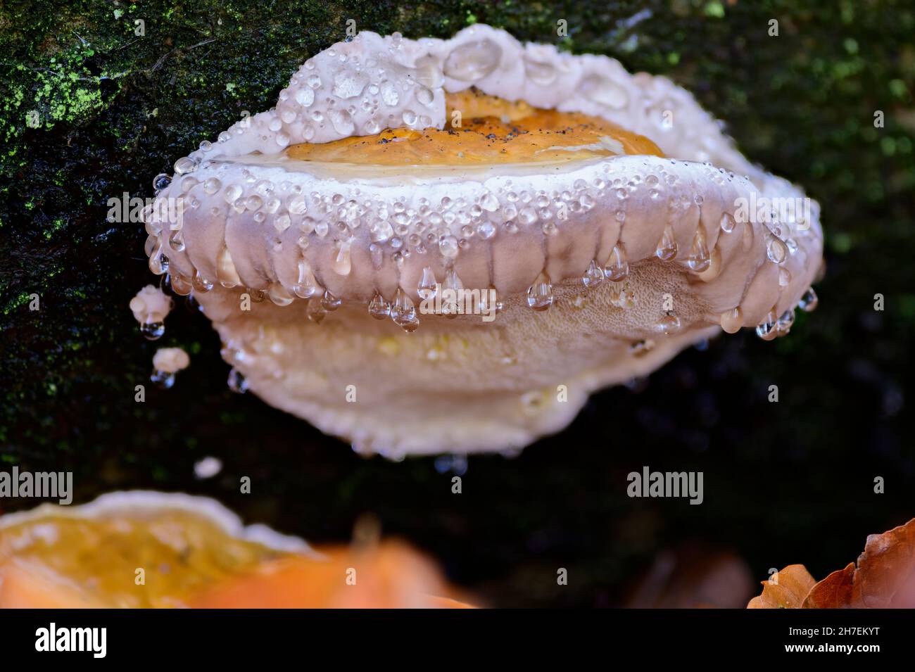 Red banded polypore fungus with guttation drops Stock Photo
