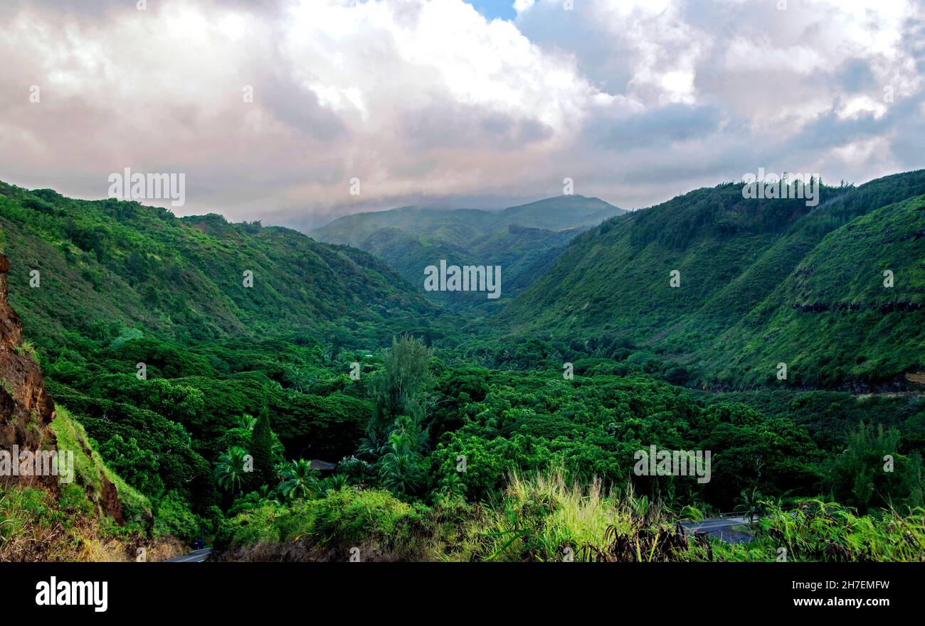 Hawaiian Tropical Rainforests, Maui, Hawaii Stock Photo - Alamy