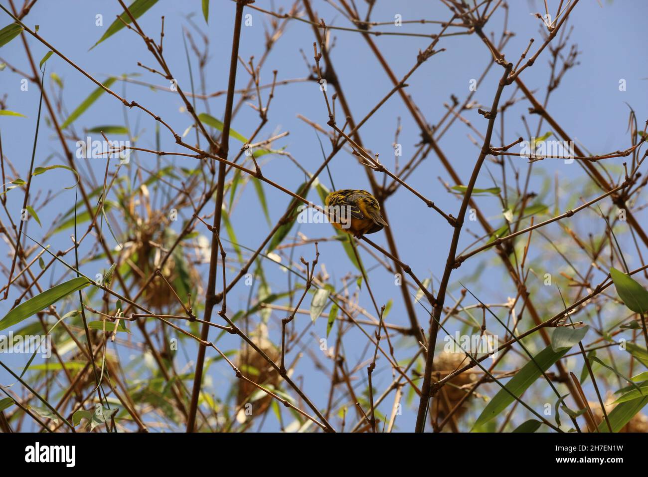 Be as a bird perched on a frail branch that she feels bending beneath