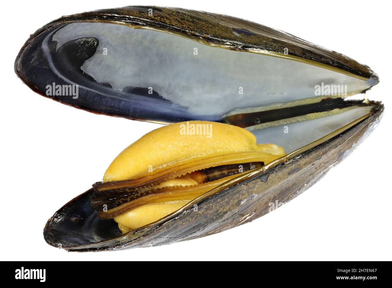 boiled blue mussel isolated on white background Stock Photo