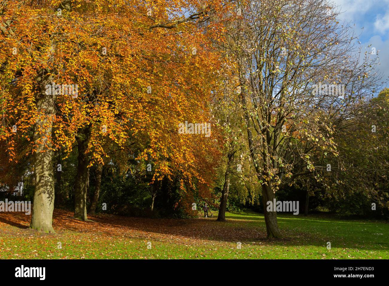 A Copper Beech tree in autumn sunshine in Baildon, Yorkshire Stock