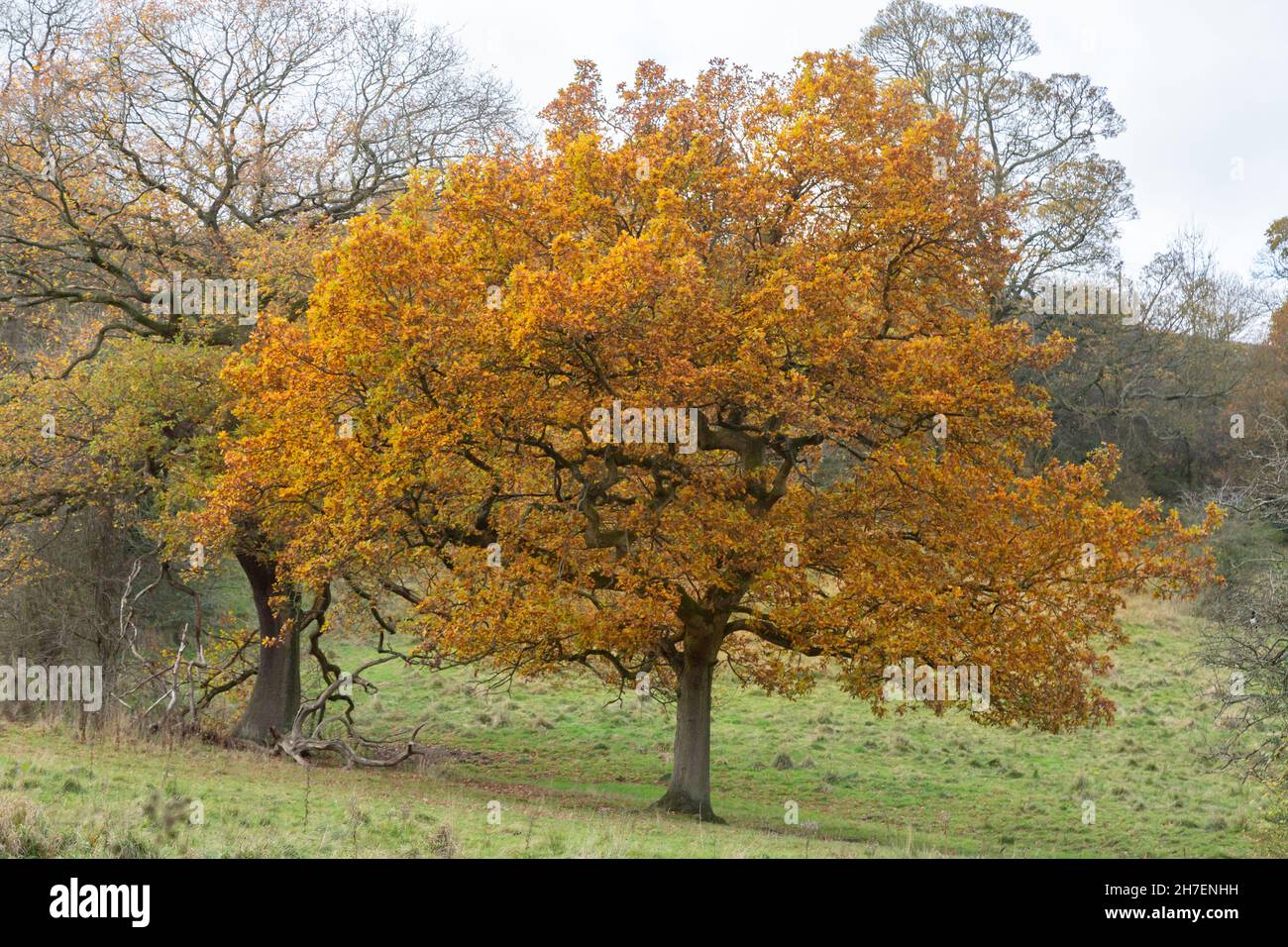 An old English Oak tree in autumn. The leaves turn golden before leaf fall. Stock Photo