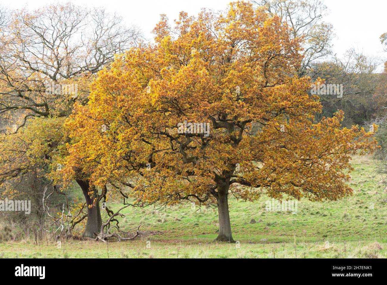 An old English Oak tree in autumn. The leaves turn golden before leaf fall. Stock Photo