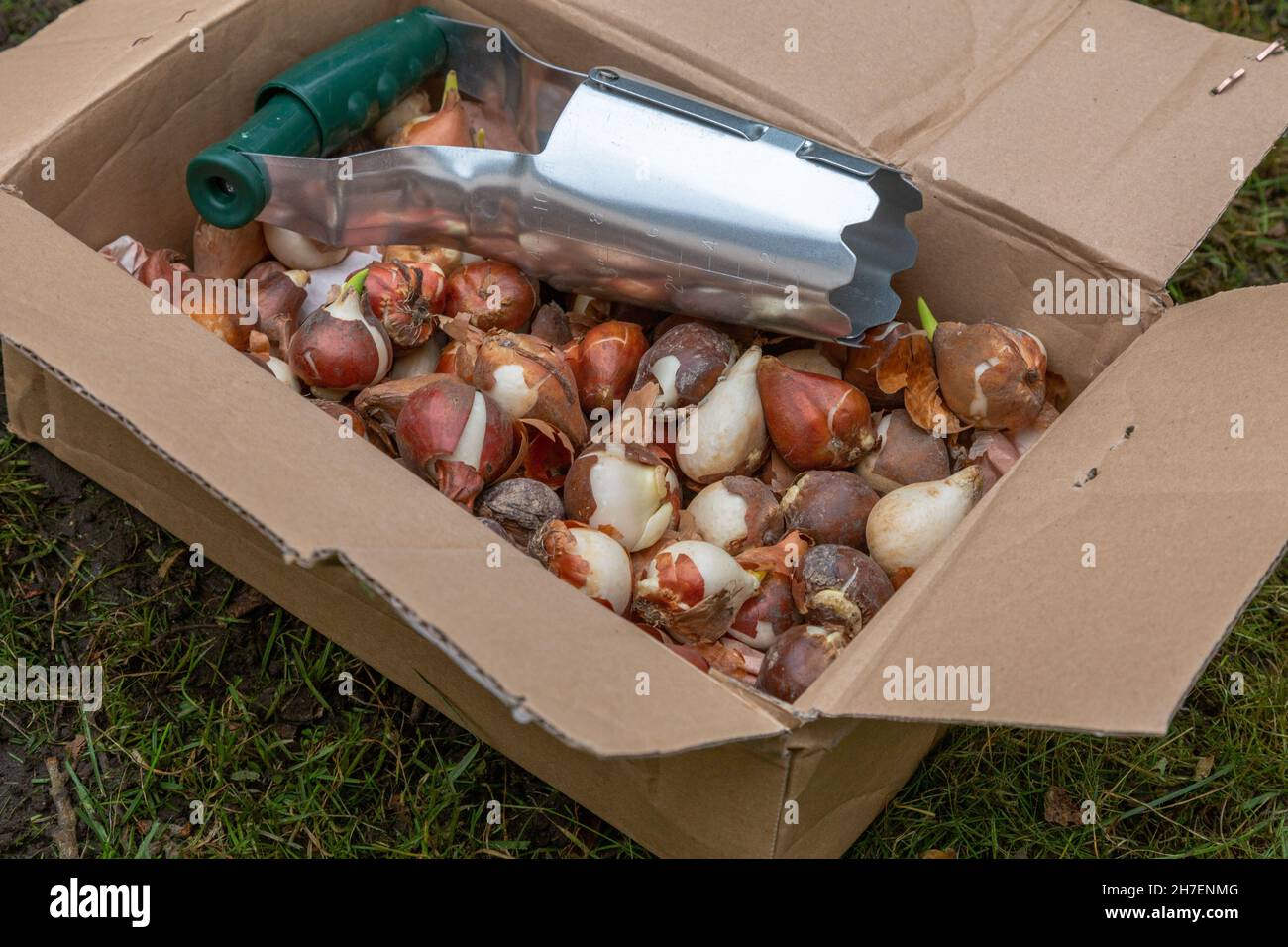 A box of tulip bulbs and a bulb planter. Stock Photo