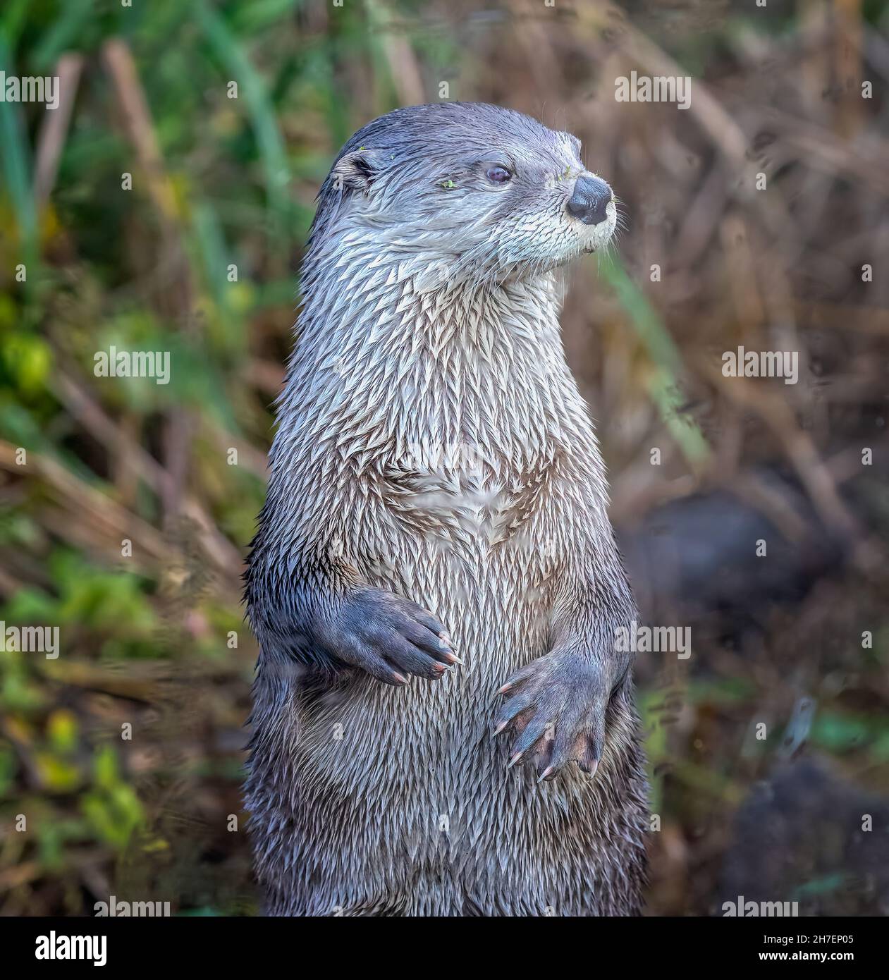 Close up of River Otter standing up looking to side Stock Photo
