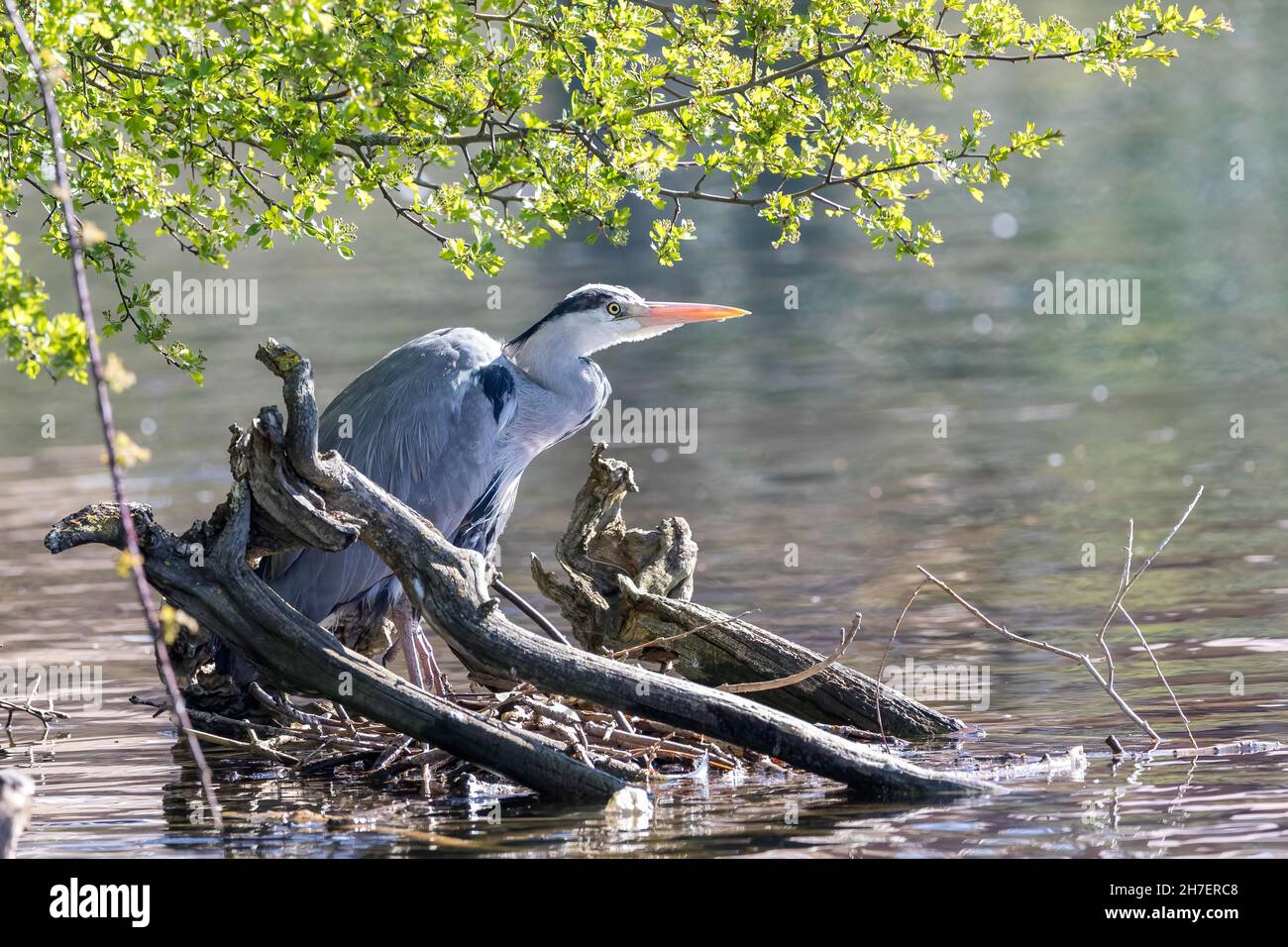 Grey Heron (Ardea cinerea), adult standing at the waters edge with copy space Stock Photo